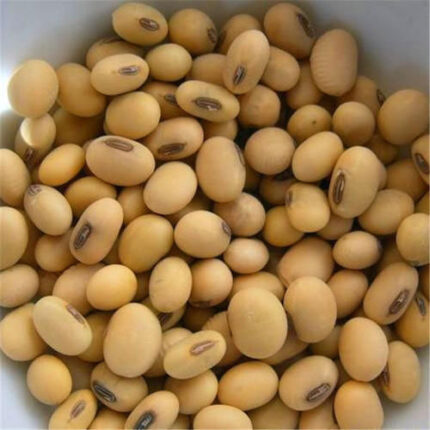 SOYABEAN SEEDS
